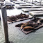 California Sea Lion