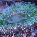 Giant Green Anemones