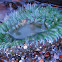 Giant Green Anemones