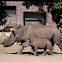 Black Rhinoceros