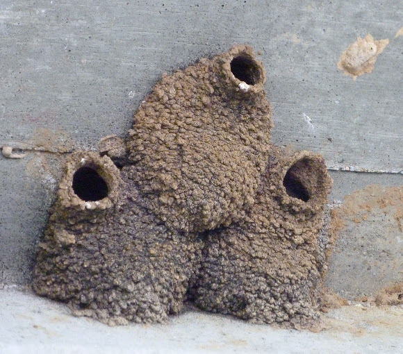 Spotting Image 1