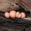 wolf's milk slime mold