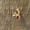 unknown moth