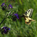 Yellow Swallowtail butterfly