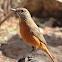Cape Rock-thrush (Female)