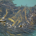 Giant kelp