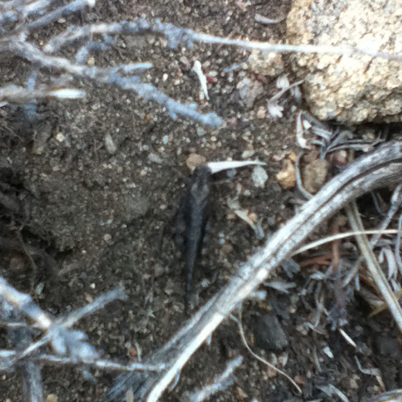 Spotting Image 1