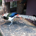 Lady Amherst's Pheasant