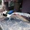 Lady Amherst's Pheasant