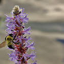 Bumblebee