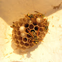 Wesp, Paravespula vulgaris