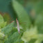 Stilt Bug