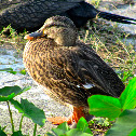 female Mallard