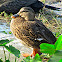 female Mallard