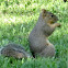 Fox squirrel