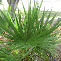 Dwarf Palmetto