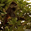 Yucatan spider monkey