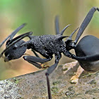 Ant
