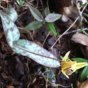 Trout Lily