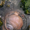 Moon snail