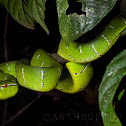 Wagler's pit viper, temple viper, temple pit viper