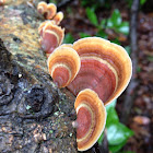 False turkey tail