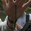 Chestnut Lamprey