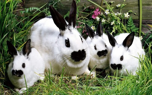How to mod Rabbit Wallpaper lastet apk for pc