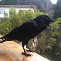 Australian Raven