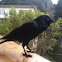Australian Raven
