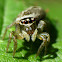 Jumping Spider (female)