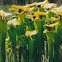 Yellow Pitcher Plant