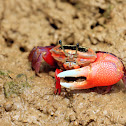 Uca arcuata (弧邊招潮蟹)