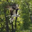 Osprey