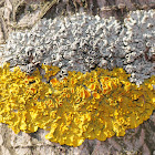Lichen wars