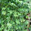 Coffea (Planta del café)