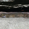 Turnip-tail gecko