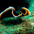 Flatworms