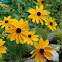 Black Eyed Susan