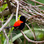 Red-backed Fairy-Wren