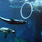 Pacific White-sided Dolphin