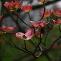 Dogwood