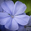 Blue Plumbago