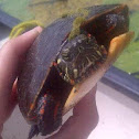 Eastern Painted Turtle