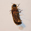 Firefly
