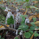 Indian Pipe