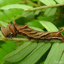 Common Lascar caterpillar