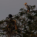 Purple Heron