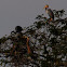Purple Heron
