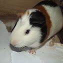 cuyo